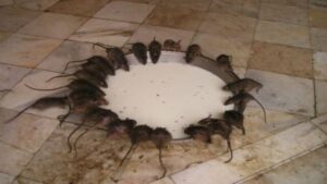 famous place to visit in Rajasthan Karni Mata temple