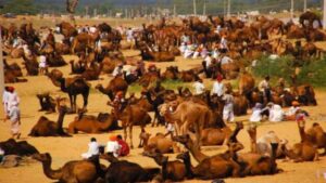 Famous place to visit in Rajasthan Pushkar Fare