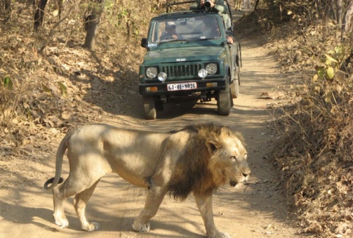 Sasan – Gir – Sasan