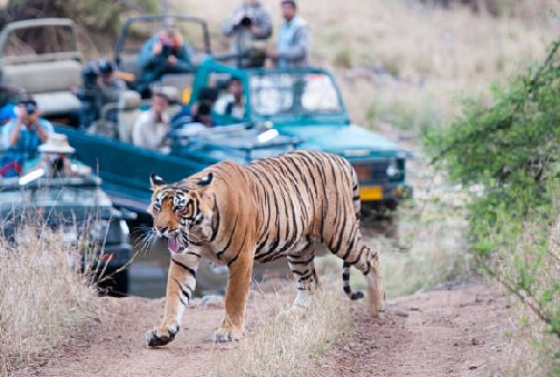 Jaipur – Ranthambhore (175 km / 3.5 hours)