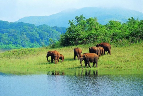Munnar-Thekkady (91 Km, 2 Hours 53 Minutes)
