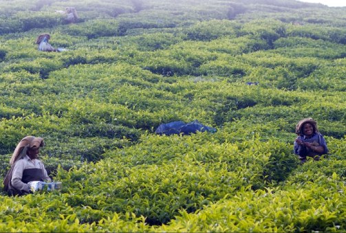 Madurai-Munnar (160 Km, 4 Hours 30 Minutes)