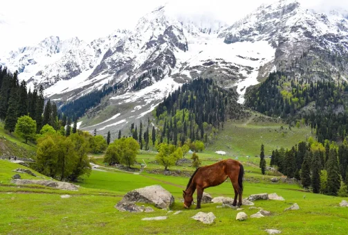 Srinagar-Sonmarg-Drass-Kargil (202 Km, 5 Hours and 10 Minutes)