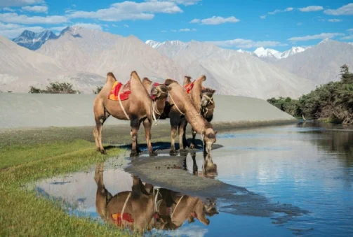 Uleytokpo-Kargil (91 Km, 3 Hours and 10 Minutes)